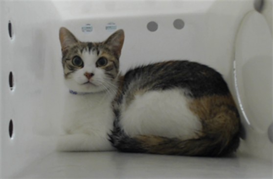 Shelter Stray Female Cat last seen Near BLOCK STERLING ST, FAYETTEVILLE NC 28306, 4704 Corporation Dr, Fayetteville, NC 28306, USA