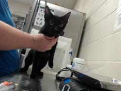 Shelter Stray Female Cat last seen Near BLOCK STERLING ST, FAYETTEVILLE NC 28306, 4704 Corporation Dr, Fayetteville, NC 28306, USA