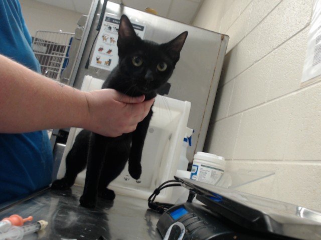 Shelter Stray Female Cat last seen Near BLOCK STERLING ST, FAYETTEVILLE NC 28306, 4704 Corporation Dr, Fayetteville, NC 28306, USA