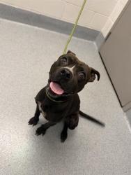 Shelter Stray Male Dog last seen Near, 2600 S Harding St, Indianapolis, IN 46221, USA