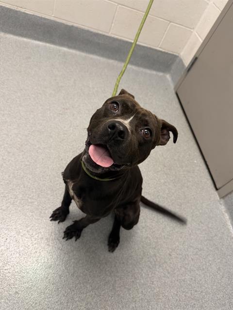 Shelter Stray Male Dog last seen Near, 2600 S Harding St, Indianapolis, IN 46221, USA