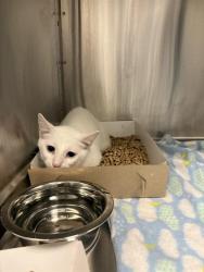 Shelter Stray Female Cat last seen Near, 2600 S Harding St, Indianapolis, IN 46221, USA