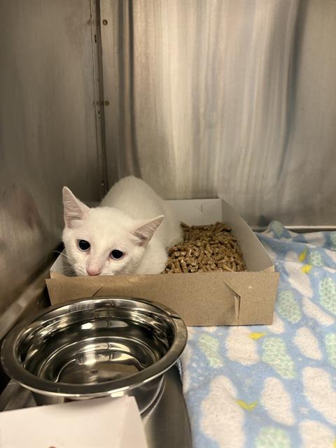 Shelter Stray Female Cat last seen Near, 2600 S Harding St, Indianapolis, IN 46221, USA