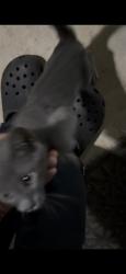 Shelter Stray Unknown Cat last seen , 4710 TX-151, San Antonio, TX 78227, USA
