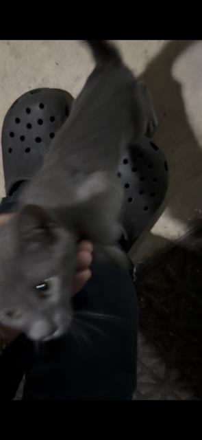 Shelter Stray Unknown Cat last seen , 4710 TX-151, San Antonio, TX 78227, USA