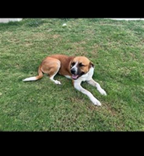 Shelter Stray Male Dog last seen , 4710 TX-151, San Antonio, TX 78227, USA