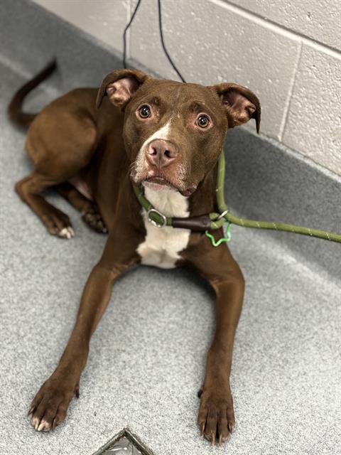 Shelter Stray Male Dog last seen Near, 2600 S Harding St, Indianapolis, IN 46221, USA