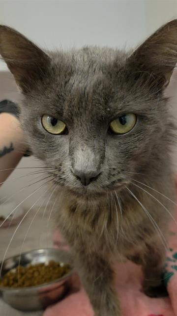 Shelter Stray Male Cat last seen Near, 2600 S Harding St, Indianapolis, IN 46221, USA