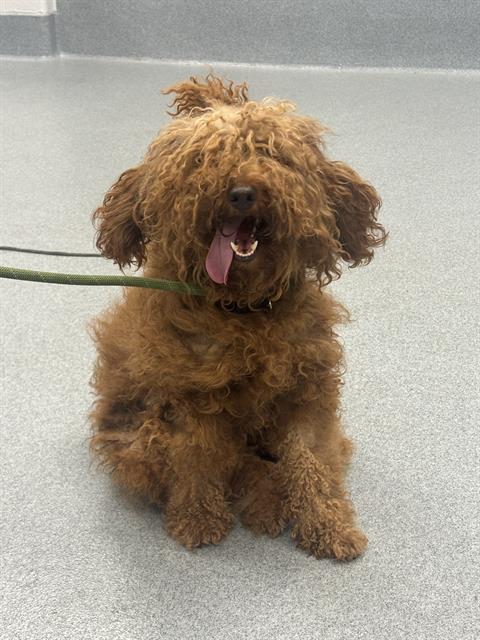 Shelter Stray Male Dog last seen Near, 2600 S Harding St, Indianapolis, IN 46221, USA