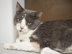 Shelter Stray Female Cat last seen CHANUTE PASS AND 27TH AVE, 5501 E Van Buren St, Phoenix, AZ 85008, USA