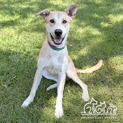 Shelter Stray Male Dog last seen CORPORATE PARK/CORPORATE PARK, 92606, 6443 Oak Canyon, Irvine, CA 92618, USA