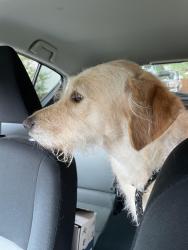 Reunited Female Dog last seen Ford Dealership Burlington NC, Burlington, NC 27215