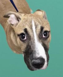 Shelter Stray Male Dog last seen Near BLOCK BEARDSLEY AVE, BAKERSFIELD CA 93308, 3951 Fruitvale Ave, Bakersfield, CA 93308, USA