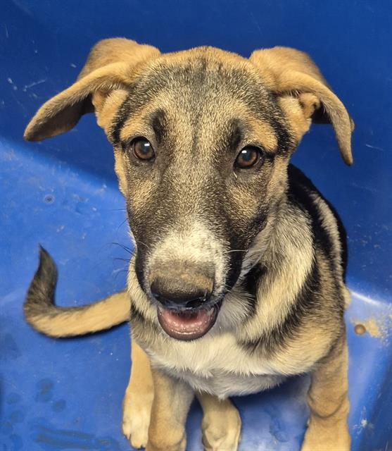 Shelter Stray Female Dog last seen Near BLOCK CASTAIC AVE, BAKERSFIELD CA 93308, 3951 Fruitvale Ave, Bakersfield, CA 93308, USA