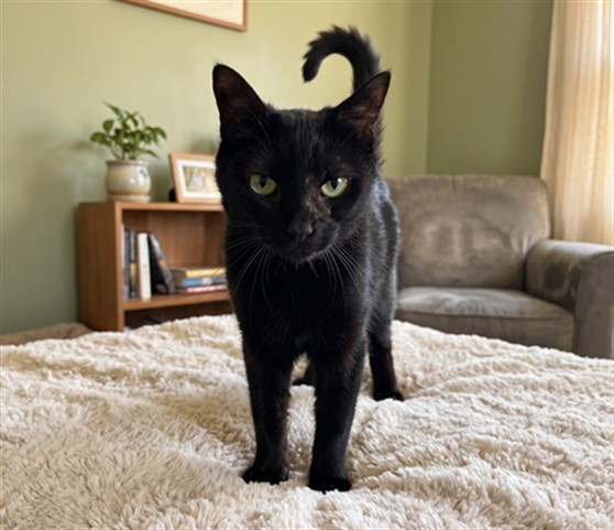 Shelter Stray Female Cat last seen , 957 N Gaffey St, San Pedro, CA 90731, USA