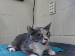 Shelter Stray Female Cat last seen , 2769 Conroy Rd, Orlando, FL 32839, USA