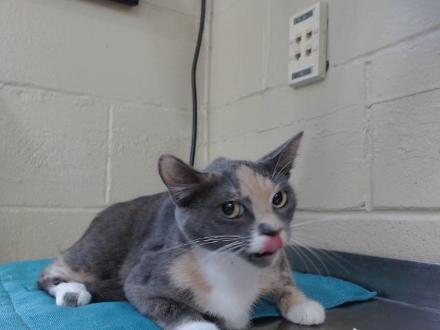 Shelter Stray Female Cat last seen , 2769 Conroy Rd, Orlando, FL 32839, USA