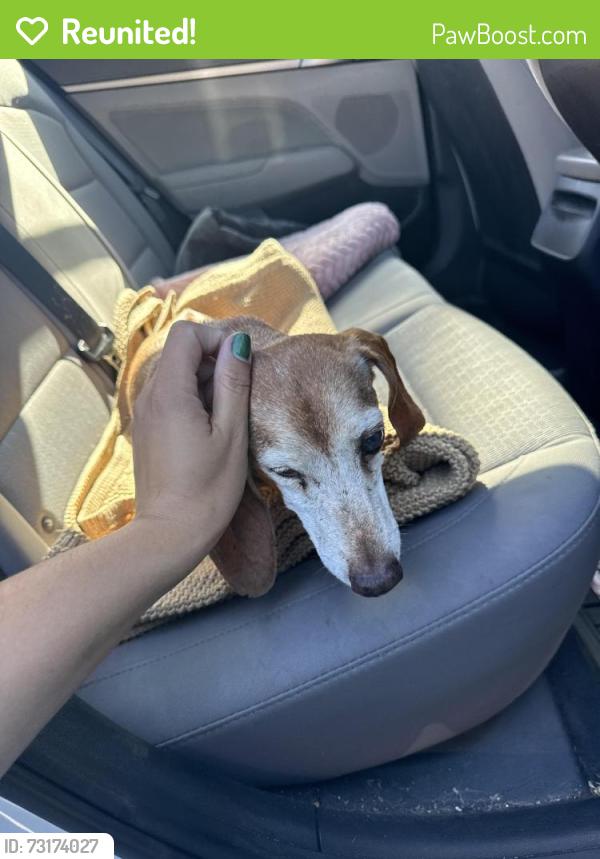 Reunited Male Dog last seen 88th & gramercy, Los Angeles, CA 90047