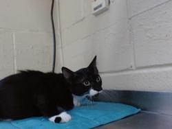 Shelter Stray Female Cat last seen , 2769 Conroy Rd, Orlando, FL 32839, USA