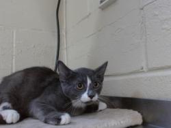 Shelter Stray Male Cat last seen , 2769 Conroy Rd, Orlando, FL 32839, USA