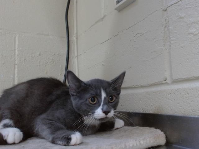 Shelter Stray Male Cat last seen , 2769 Conroy Rd, Orlando, FL 32839, USA