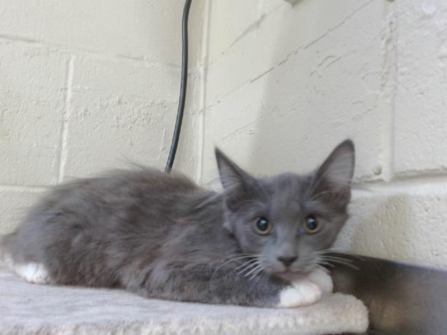 Shelter Stray Female Cat last seen , 2769 Conroy Rd, Orlando, FL 32839, USA