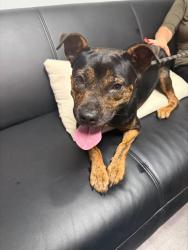 Shelter Stray Female Dog last seen ABANDONED AT SHELTER, 201 S Mt Vernon Ave, Bakersfield, CA 93307, USA