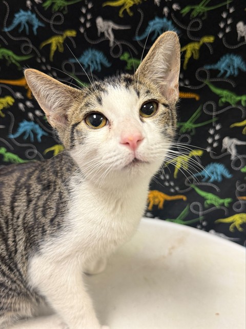 Shelter Stray Male Cat last seen Near BLOCK ATLANTA ST, RIVERSIDE CA 92507, 6851 Van Buren Boulevard, Jurupa Valley, CA 92509, USA