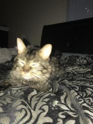 Lost Male Cat last seen Baker rd, New Baltimore, MI 48047