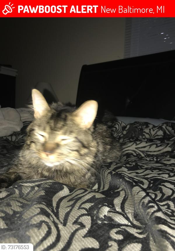 Lost Male Cat last seen Baker rd, New Baltimore, MI 48047