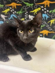 Shelter Stray Male Cat last seen Near BLOCK ATLANTA ST, RIVERSIDE CA 92507, 6851 Van Buren Boulevard, Jurupa Valley, CA 92509, USA