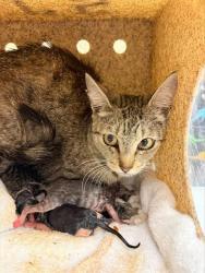 Shelter Stray Female Cat last seen Near BLOCK HASTINGS BLVD JURUPA VALLEY CA 92509, 6851 Van Buren Boulevard, Jurupa Valley, CA 92509, USA