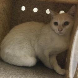 Shelter Stray Female Cat last seen Near BLOCK 5TH ST, RIVERSIDE, CA, 6851 Van Buren Boulevard, Jurupa Valley, CA 92509, USA