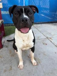 Shelter Stray Male Dog last seen Near BLOCK NW 14 ST, 3599 NW 79th Ave, Doral, FL 33122, USA
