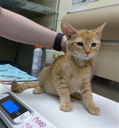 Shelter Stray Female Cat last seen Near BLOCK GENERAL HUTCHISON PKWY, LONGWOOD FL 32750, 232 Eslinger Way, Sanford, FL 32773, USA