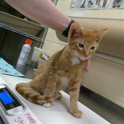 Shelter Stray Male Cat last seen Near BLOCK GENERAL HUTCHISON PKWY, LONGWOOD FL 32750, 232 Eslinger Way, Sanford, FL 32773, USA