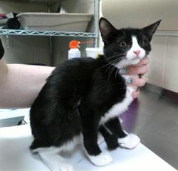 Shelter Stray Female Cat last seen Near BLOCK GENERAL HUTCHISON PKWY, LONGWOOD FL 32750, 232 Eslinger Way, Sanford, FL 32773, USA
