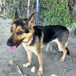 Shelter Stray Female Dog last seen Near BLK LONG BEACH BLVD, LONG BEACH, CA 90805, 7700 E Spring St, Long Beach, CA 90815, USA