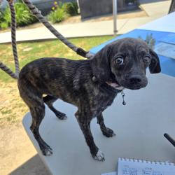 Shelter Stray Male Dog last seen Near BLK N LONG BEACH BLVD, LONG BEACH, CA 90805, 7700 E Spring St, Long Beach, CA 90815, USA