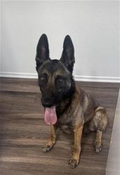 Shelter Stray Male Dog last seen Near BLK LAKEWOOD BLVD LONG BEACH CA 90808, 7700 E Spring St, Long Beach, CA 90815, USA