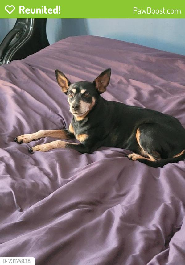 Reunited Female Dog last seen Manor, San Leandro, CA 94579