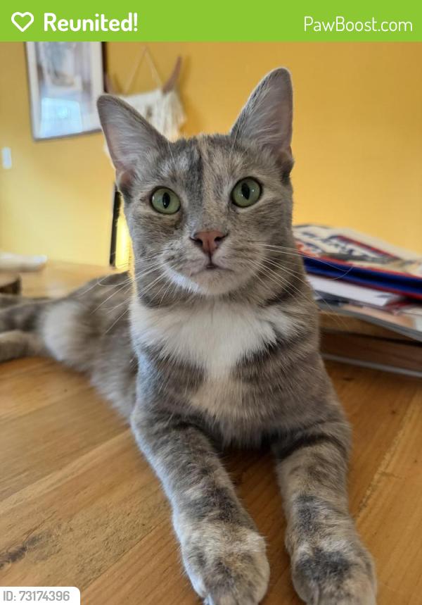Reunited Female Cat last seen Frisbee memorial hosp, Rochester, NH 03867