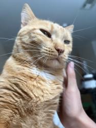 Lost Female Cat last seen The town hall, Sportsmen Acres, OK 74361