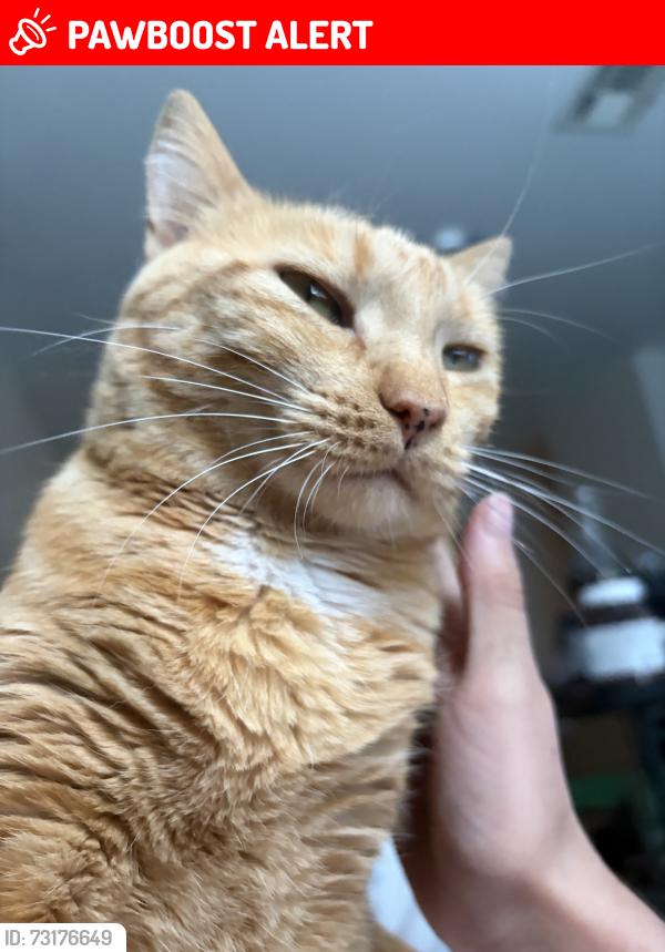 Lost Female Cat last seen The town hall, Sportsmen Acres, OK 74361