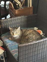 Reunited Female Cat last seen Near Falls Road Bushkill, Pa 18324, Bushkill, PA 18324