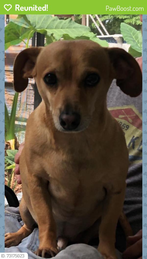 Reunited Male Dog last seen davis street, St. Augustine, FL 32084