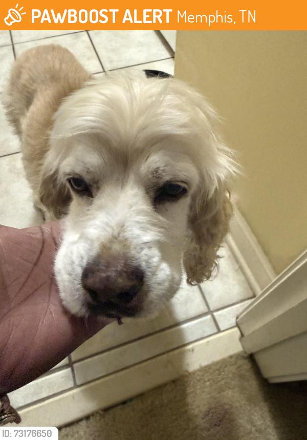 Found/Stray Male Dog last seen Buckingham Farms, Memphis, TN 38138