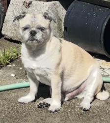 Lost Male Dog last seen Stone Street / Broadway / San Pablo Ave. / Rumrill, San Pablo, CA 94806