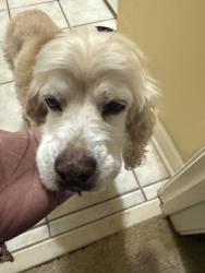 Found/Stray Male Dog last seen Buckingham Farms, Memphis, TN 38138