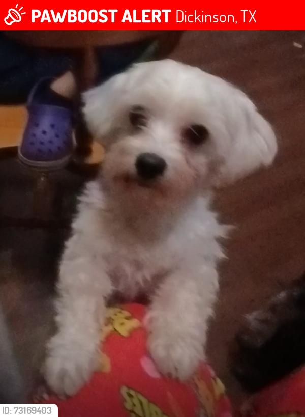 Lost Male Dog last seen 24ts street and hwy 3 by Dunbar Middle School in Dickinson tx, Dickinson, TX 77539